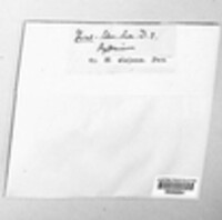 Triblidium elatinum image
